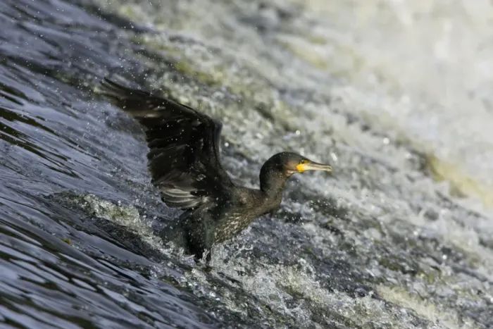 Framed Print : Cormorant - sliding down River Weir. Northumberland, UK