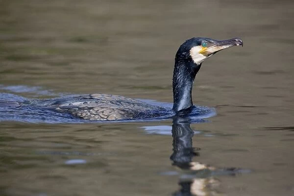 Cormorant - in water - Cornwall, UK