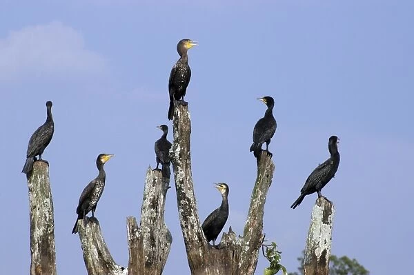 Cormorants on drowned tree in Indian lake