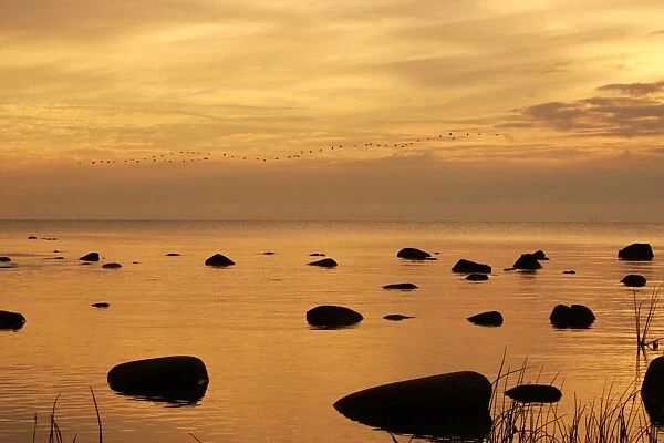 Cormorants - in flight at sunset. Baltic River - Berzciems - Latvia
