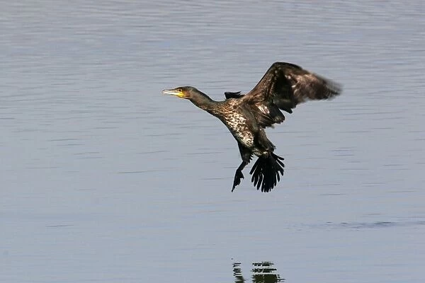 Cormorants - landing. Coto Donana National Park - Spain