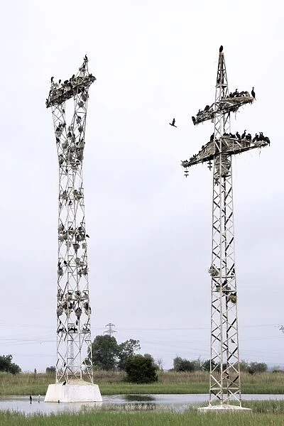 Cormorants - nesting on telegraph poles. Varna - Bulgaria