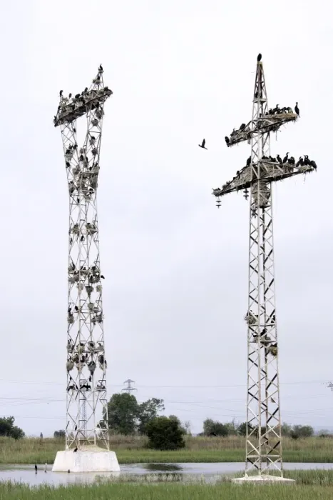Framed Print : Cormorants - nesting on telegraph poles. Varna - Bulgaria Framed Print : Cormorants - nesting on telegraph poles. Varna - Bulgaria