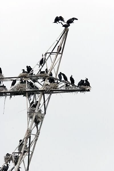 Cormorants - nesting on telegraph poles  /  pylons. Varna - Bulgaria