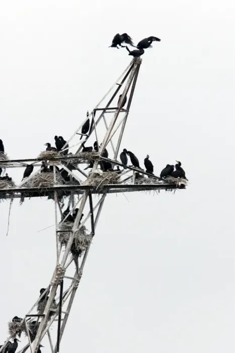Framed Print : Cormorants - nesting on telegraph poles / pylons. Varna - Bulgaria Framed Print : Cormorants - nesting on telegraph poles / pylons. Varna - Bulgaria