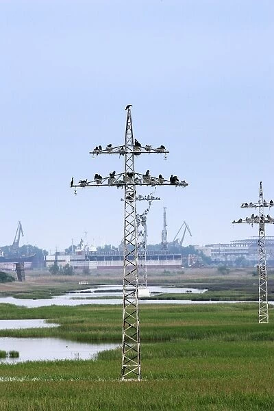 Cormorants - nesting on telegraph poles  /  pylons. Varna - Bulgaria