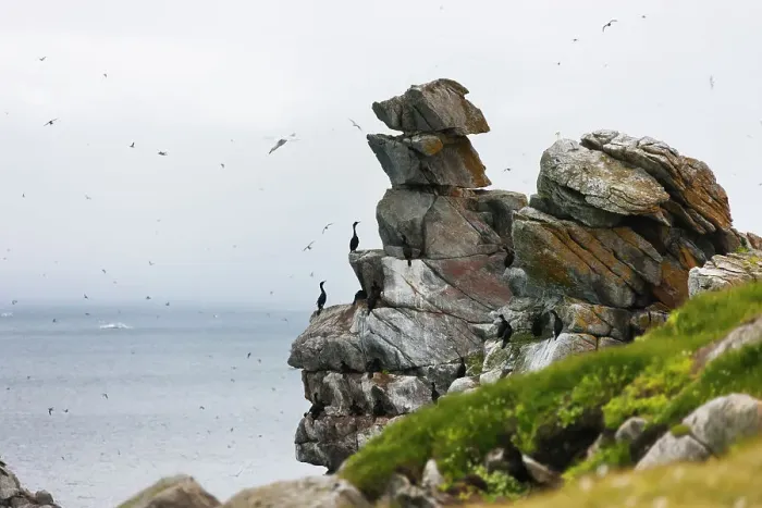 Framed Print : Cormorants and seagulls on rock pile, Kolyuchin Island, once an important Russian Polar Research Station, Bering Sea, Russian Far East Date: 28-07-2012 Framed Print : Cormorants and seagulls on rock pile, Kolyuchin Island, once an important Russian Polar Research Station, Bering Sea, Russian Far East Date: 28-07-2012