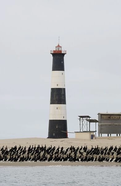 Cormorants - Sitting at the foot of a lighthouse Walvis Bay- Namibia- Africa