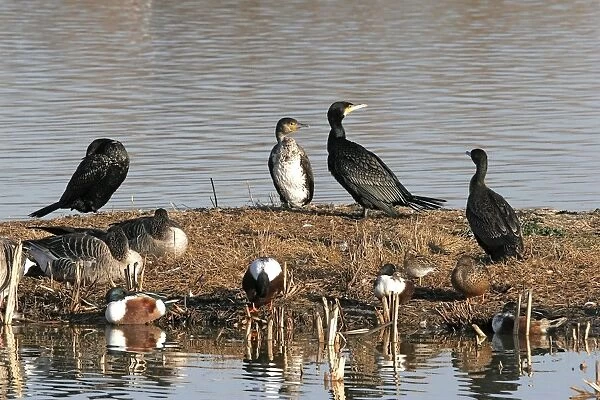 Cormorants - in winter. Coto Donana National Park - Spain