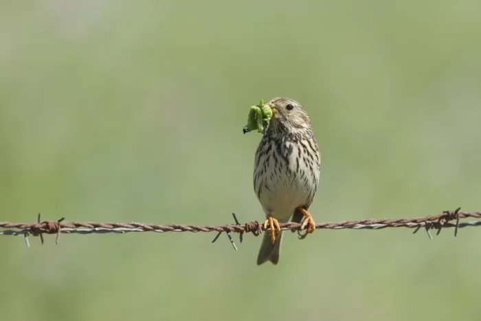 Framed Print : Corn Bunting - adult perching on barbed wire fence with caterpillars in beak - Southern Spain Framed Print : Corn Bunting - adult perching on barbed wire fence with caterpillars in beak - Southern Spain