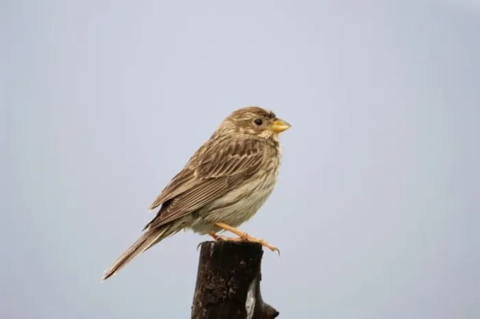 Framed Print : Corn Bunting - February Southern Spain Framed Print : Corn Bunting - February Southern Spain