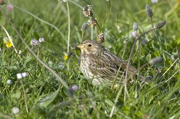 Corn Bunting - on machair - North Uist - Outer Hebrides