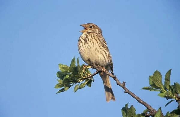 Corn Bunting - male singing in spring-time