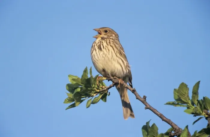 Framed Print : Corn Bunting - male singing in spring-time Framed Print : Corn Bunting - male singing in spring-time