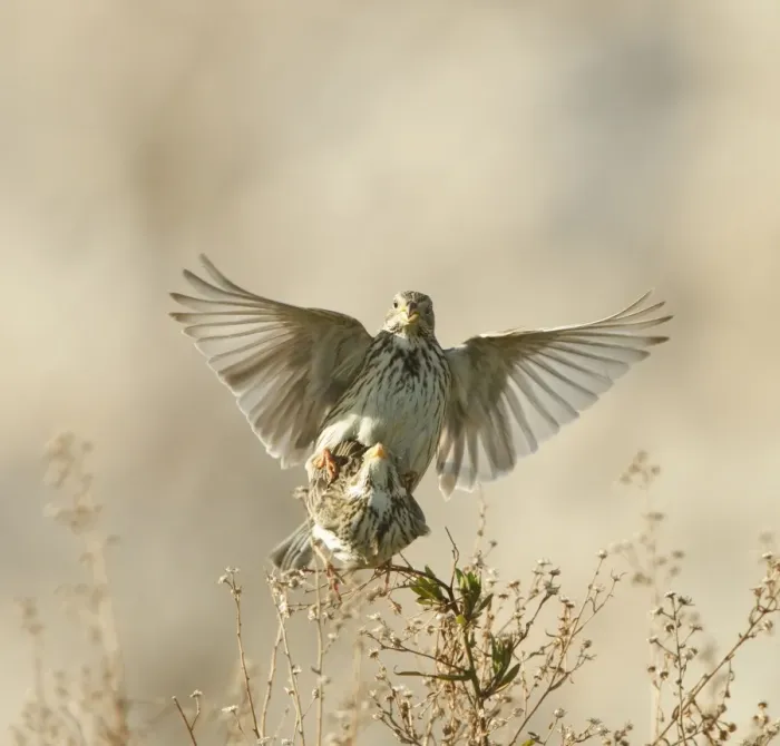 Framed Print : Corn Bunting - mating - April - Cyprus Framed Print : Corn Bunting - mating - April - Cyprus