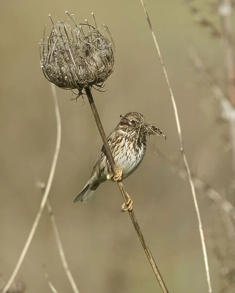 Corn Bunting - perched with beak full of nesting material - April - Cyprus