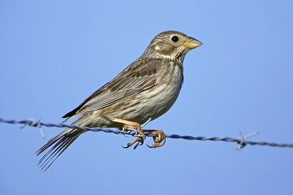 Corn Bunting - perched on fence wire, Extremadura, Spain