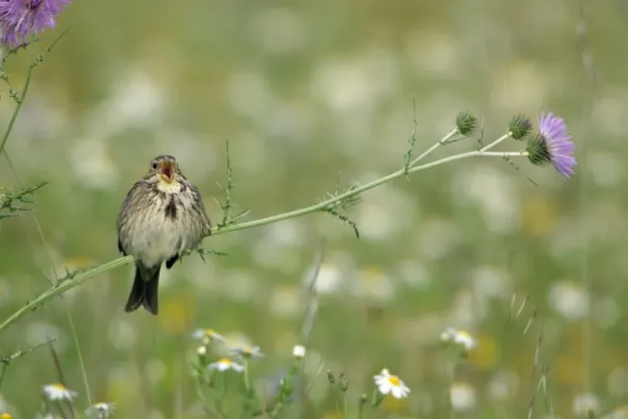 Framed Print : Corn Bunting - perched on thistle, singing, Extremadura, Spain Framed Print : Corn Bunting - perched on thistle, singing, Extremadura, Spain