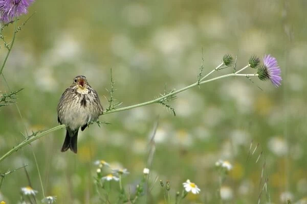 Corn Bunting - perched on thistle, singing, Extremadura, Spain