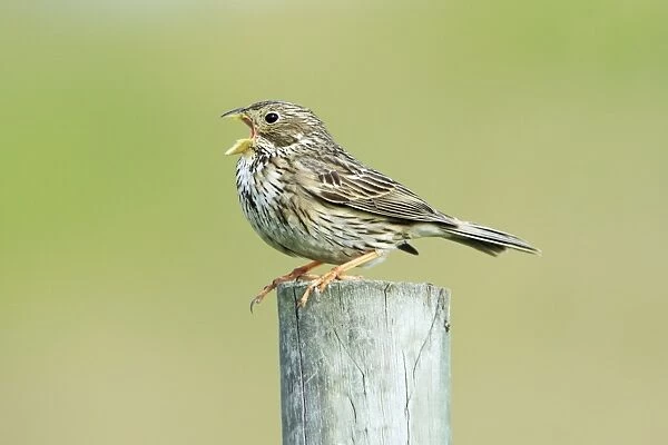Corn Bunting - singing from fence post, Alentejo, Portugal