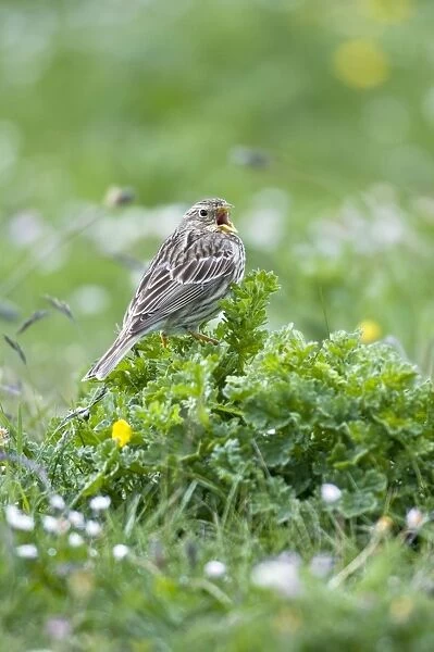 Corn Bunting - singing perched on low vegetation - North Uist - Outer Hebrides