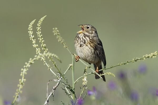 Corn Bunting - singing from plant, Herdade de Sao Marcos Great Bustard Reseve and NP, beside township Castro Verde, Alentejo, Portugal