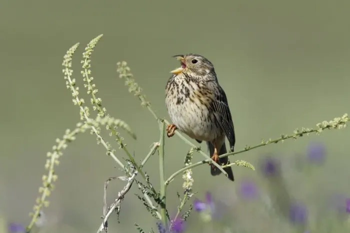 Framed Print : Corn Bunting - singing from plant, Herdade de Sao Marcos Great Bustard Reseve and NP, beside township Castro Verde, Alentejo, Portugal Framed Print : Corn Bunting - singing from plant, Herdade de Sao Marcos Great Bustard Reseve and NP, beside township Castro Verde, Alentejo, Portugal