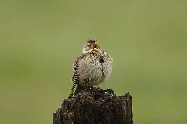 Corn Bunting - singing on territory, april after getting wet in storm Southern Spain