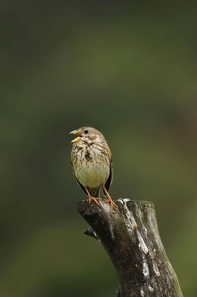 Corn Bunting - singing on territory, April. Southern Spain