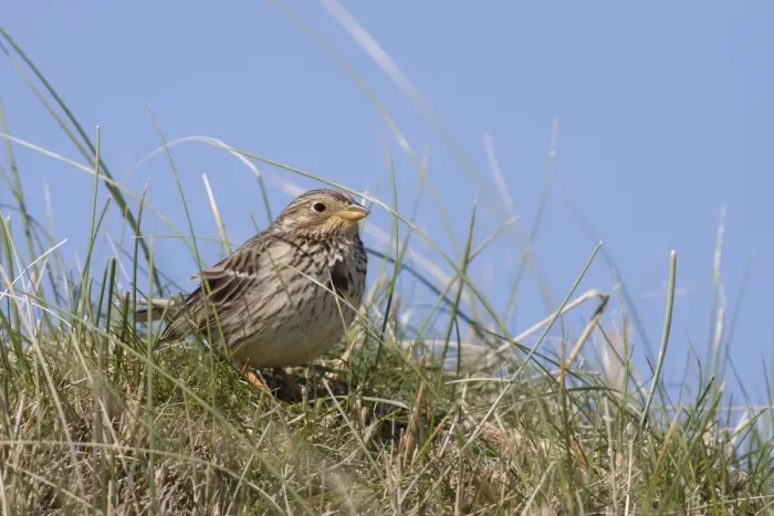 Framed Print : Corn Bunting - single adult sitting on a grassy mound. Scotland, UK Framed Print : Corn Bunting - single adult sitting on a grassy mound. Scotland, UK