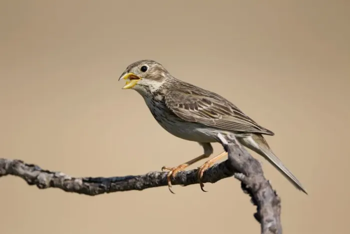 Framed Print : Corn Bunting - in Song - Spain Framed Print : Corn Bunting - in Song - Spain