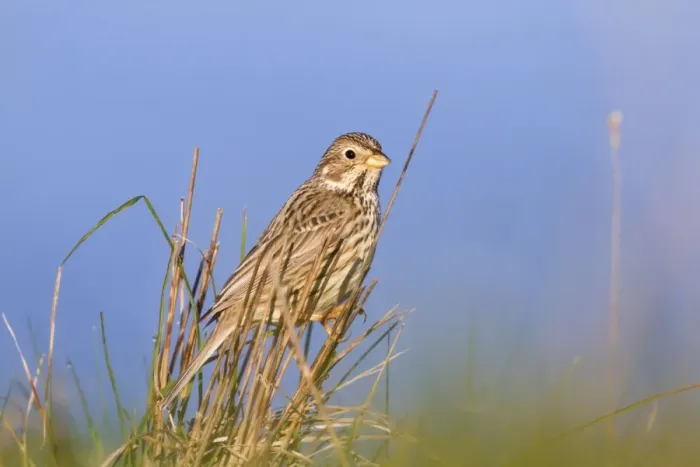 Framed Print : Corn Bunting - UK Framed Print : Corn Bunting - UK