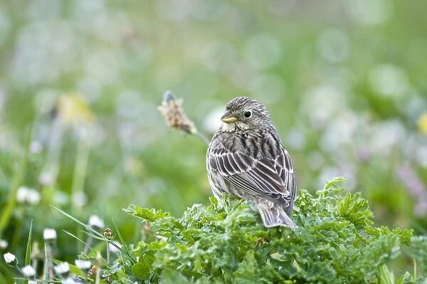 Corn Bunting - back view looking over shoulder - perched on low vegetation - North Uist - Outer Hebrides