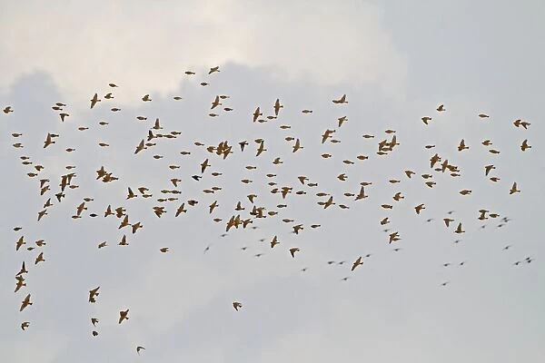 Corn Bunting - winter flock in flight 8364