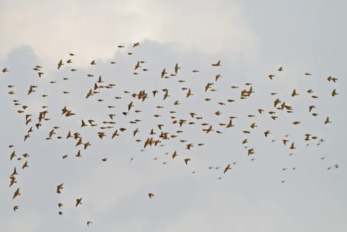 Framed Print : Corn Bunting - winter flock in flight 8364
