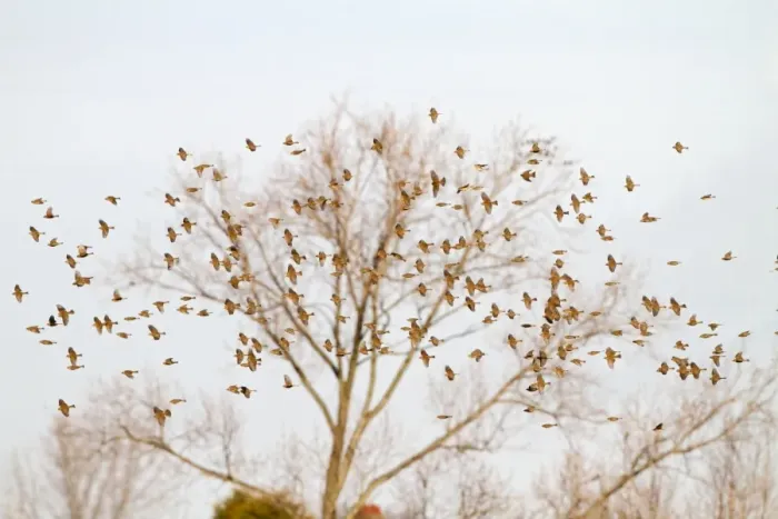 Framed Print : Corn Bunting - winter flock in flight 8365 Framed Print : Corn Bunting - winter flock in flight 8365