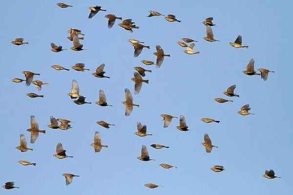 Corn Bunting - winter flock in flight 8373