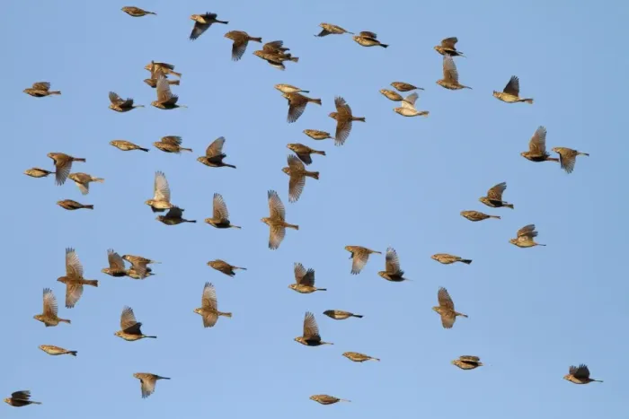 Framed Print : Corn Bunting - winter flock in flight 8373 Framed Print : Corn Bunting - winter flock in flight 8373