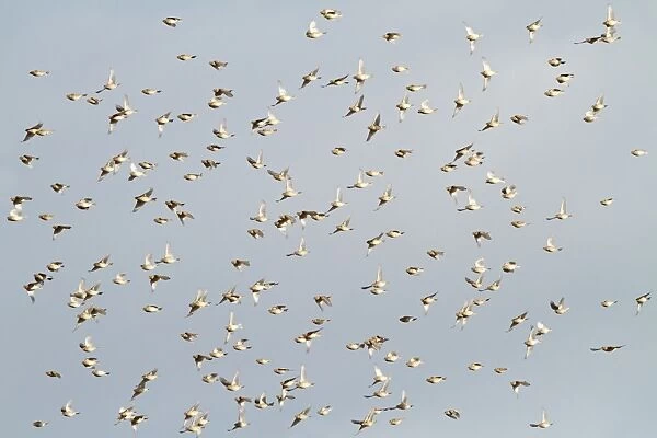 Corn Bunting - winter flock in flight 8378