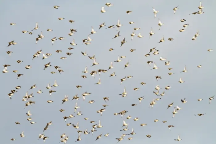 Framed Print : Corn Bunting - winter flock in flight 8378