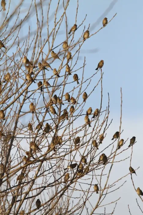 Framed Print : Corn Bunting - winter flock resting in bush 8367 Framed Print : Corn Bunting - winter flock resting in bush 8367