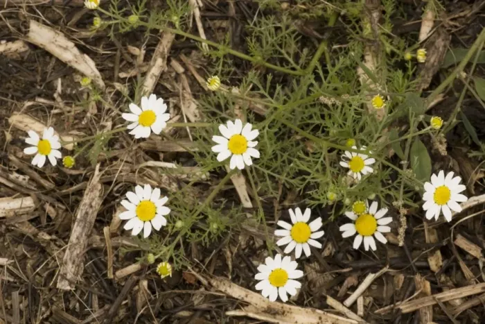 Framed Print : Corn chamomile (Anthemis arvensis); cornfield weed, Somerset Framed Print : Corn chamomile (Anthemis arvensis); cornfield weed, Somerset