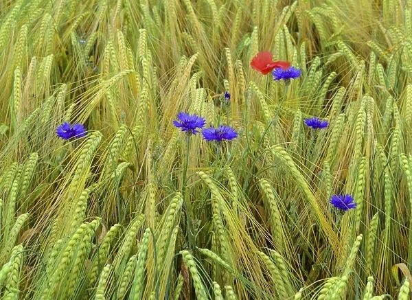corn flowers and field poppy growing amidst barley field Baden-Wuerttemberg, Germany