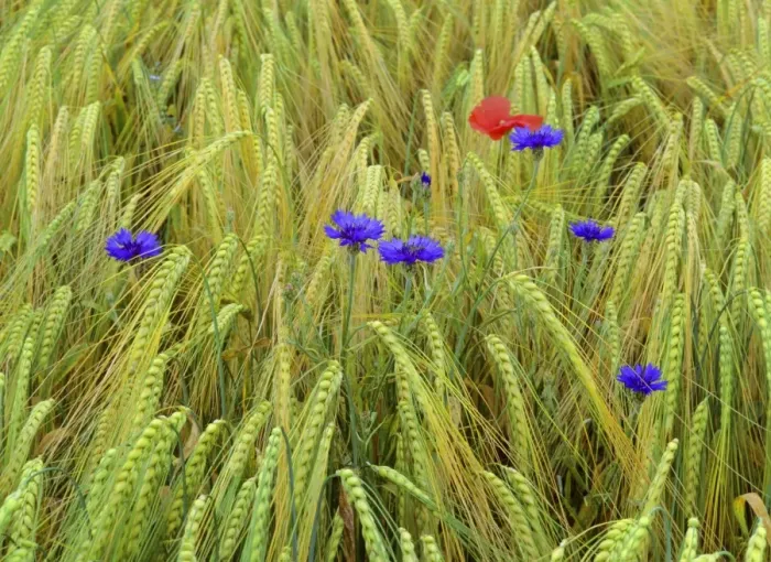 Framed Print : corn flowers and field poppy growing amidst barley field Baden-Wuerttemberg, Germany Framed Print : corn flowers and field poppy growing amidst barley field Baden-Wuerttemberg, Germany