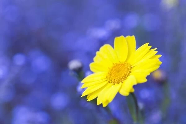 Corn Marigold - in bloom with Cornflowers in background - Summer - Cornwall, UK