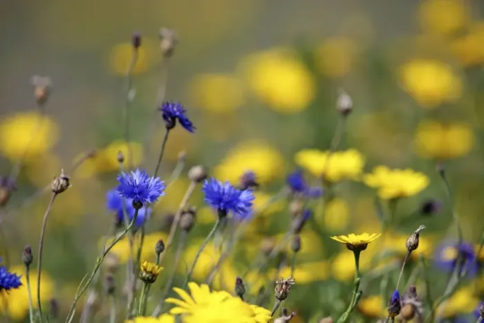 Framed Print : Corn Marigold - in bloom with Cornflowers - Summer - Cornwall, UK Framed Print : Corn Marigold - in bloom with Cornflowers - Summer - Cornwall, UK