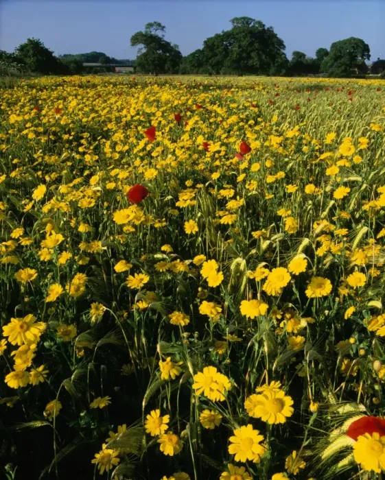 Framed Print : Corn Marigolds - & Field Poppies Framed Print : Corn Marigolds - & Field Poppies