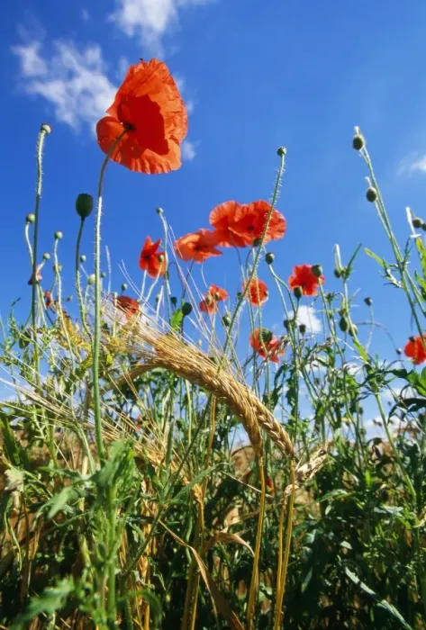 Framed Print : Corn Poppy Licolnshire, UK Framed Print : Corn Poppy Licolnshire, UK