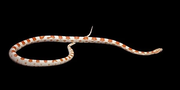 Corn  /  Red Rat Snake - “Candy cane” mutation - North America