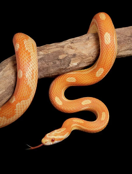 Corn  /  Red Rat Snake - “Crealmsicle motley” mutation - North America